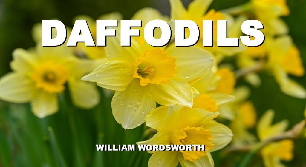 Daffodils