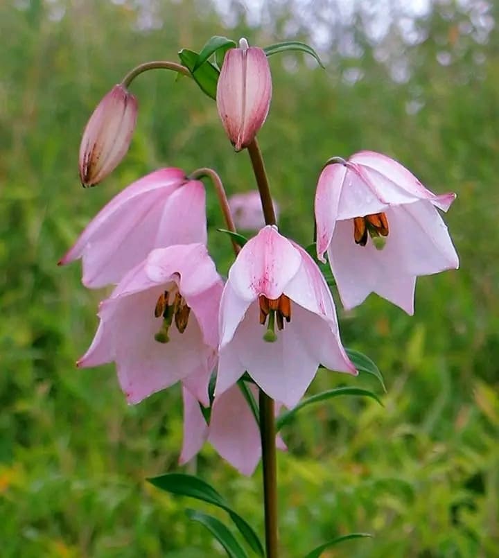 Shirui Lily