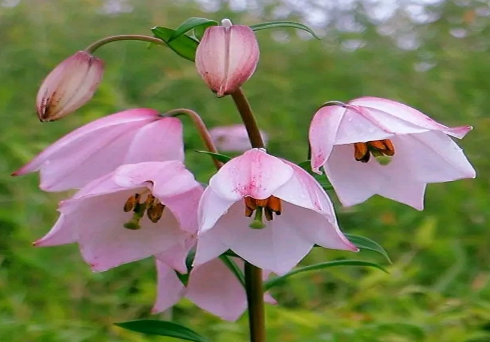 Shirui Lily